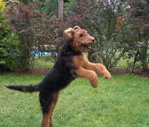 Airedale Terrier