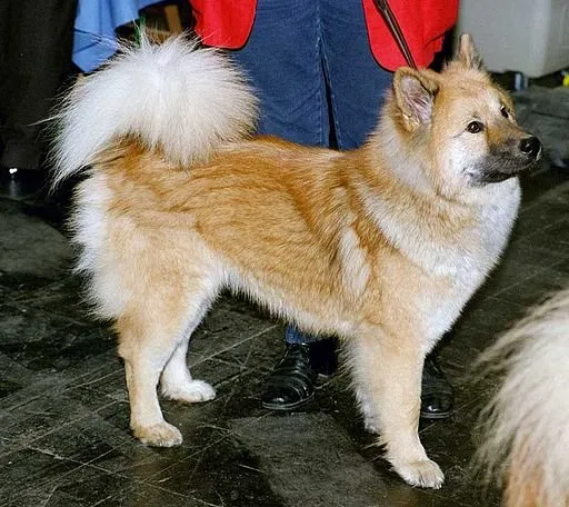 Akita Inu