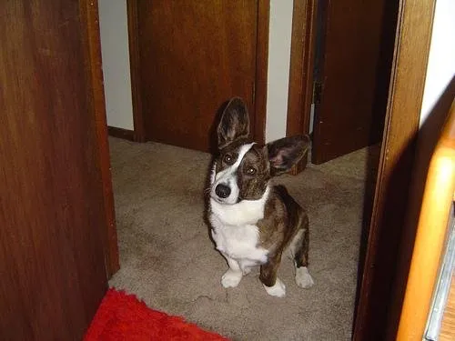 Welsh Corgi Pembroke