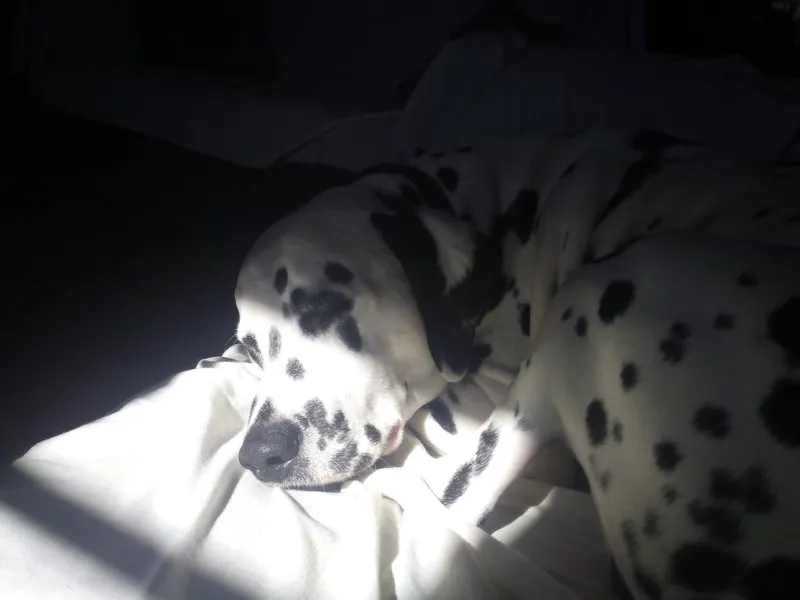 Dalmatien
