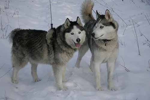 Husky Sibérien
