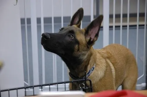 Berger Belge Malinois