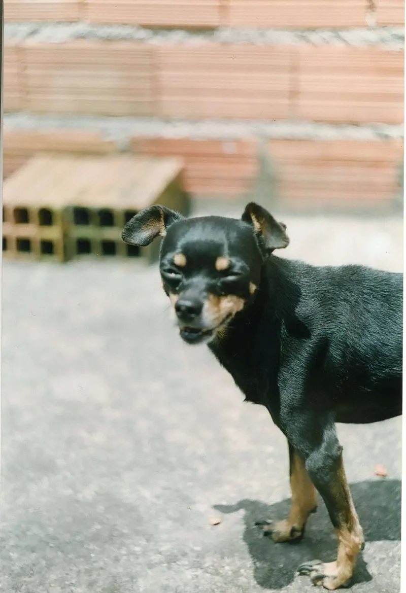Pinscher Nain