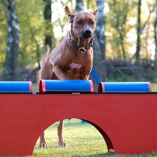 Rhodesian Ridgeback